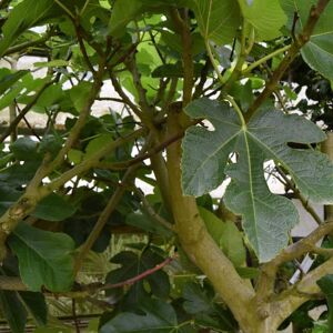 Ficus carica (F) 10-12 SS